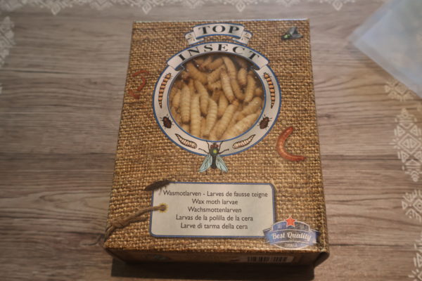 Larves de fausse teigne – Image 2
