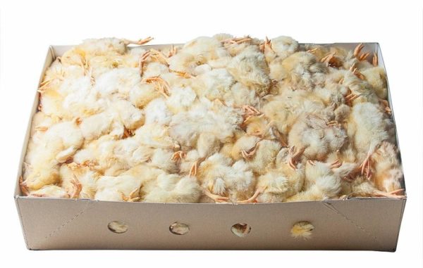 Poussins 10kg