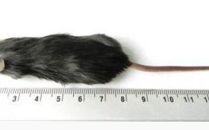 Souris taille normale 10kg