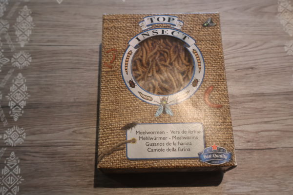 Vers de farine – Image 2